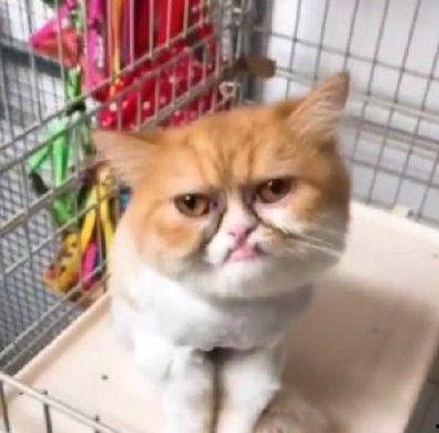 丑丑网红猫,萌态可掬的“丑萌”代表