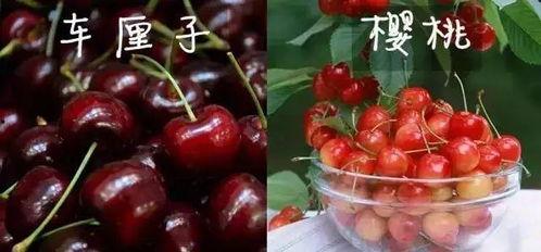 美国版樱桃在线观看,在线观看带你领略异国风情