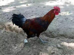 濮阳鑫鑫吃鸡瓜,吃鸡瓜背后的创业传奇