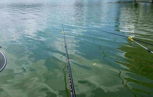 网红钓鱼大师野钓作假,野钓作假背后的真相