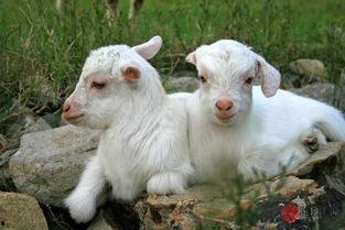 网红小羊没烦恼多大,揭秘网络红人的快乐生活