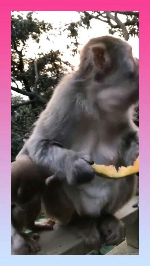 猴子的吃瓜视频大全,趣味横生的猴子吃瓜视频大盘点