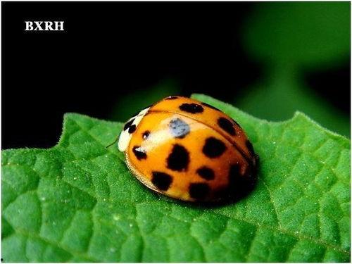 瓢虫的明星,大自然的璀璨明珠