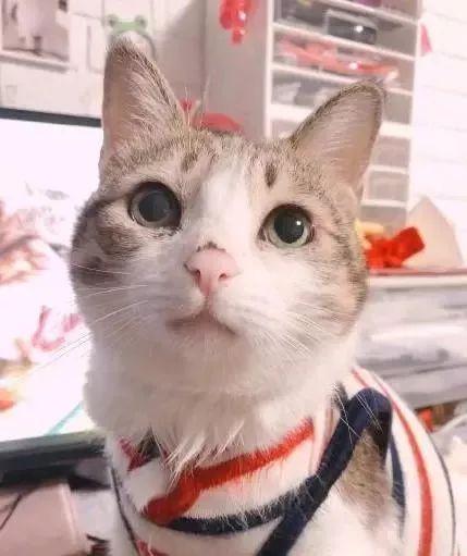 网红猫咖喱,萌宠界的“网红”传奇